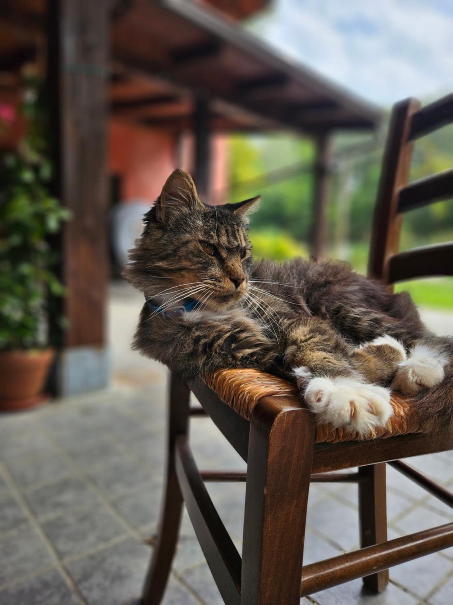 Agriturismo La.Ti.Mi.Da. Villa Cassine Dış mekan fotoğraf