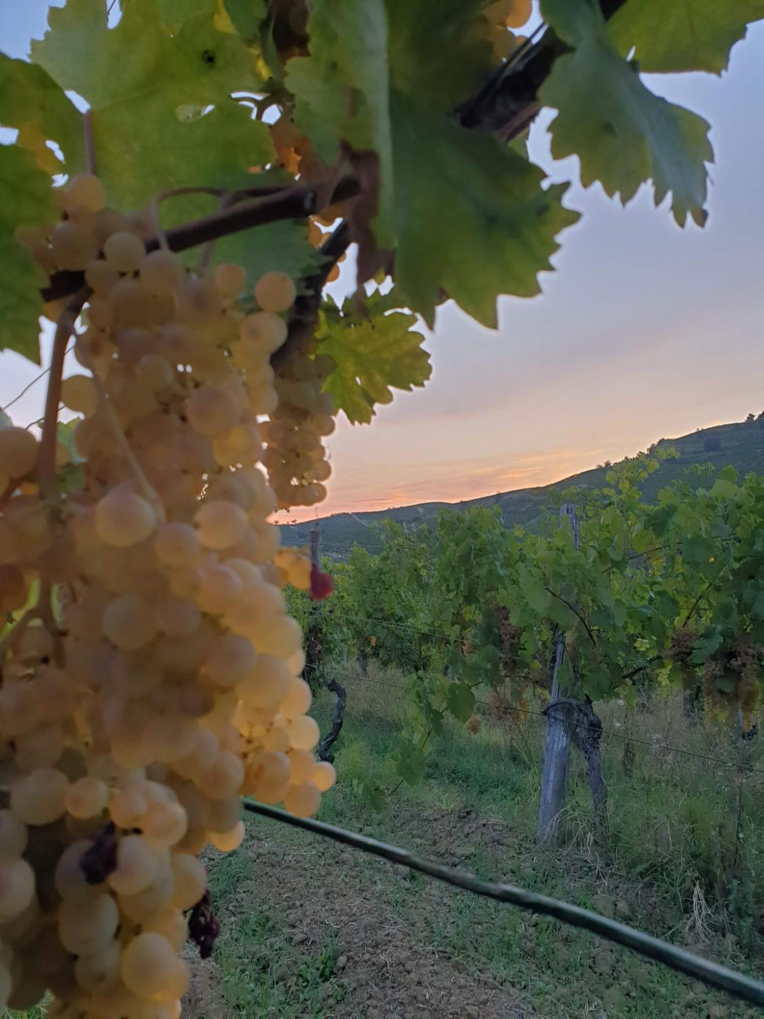 Agriturismo La.Ti.Mi.Da. Cassine Dış mekan fotoğraf