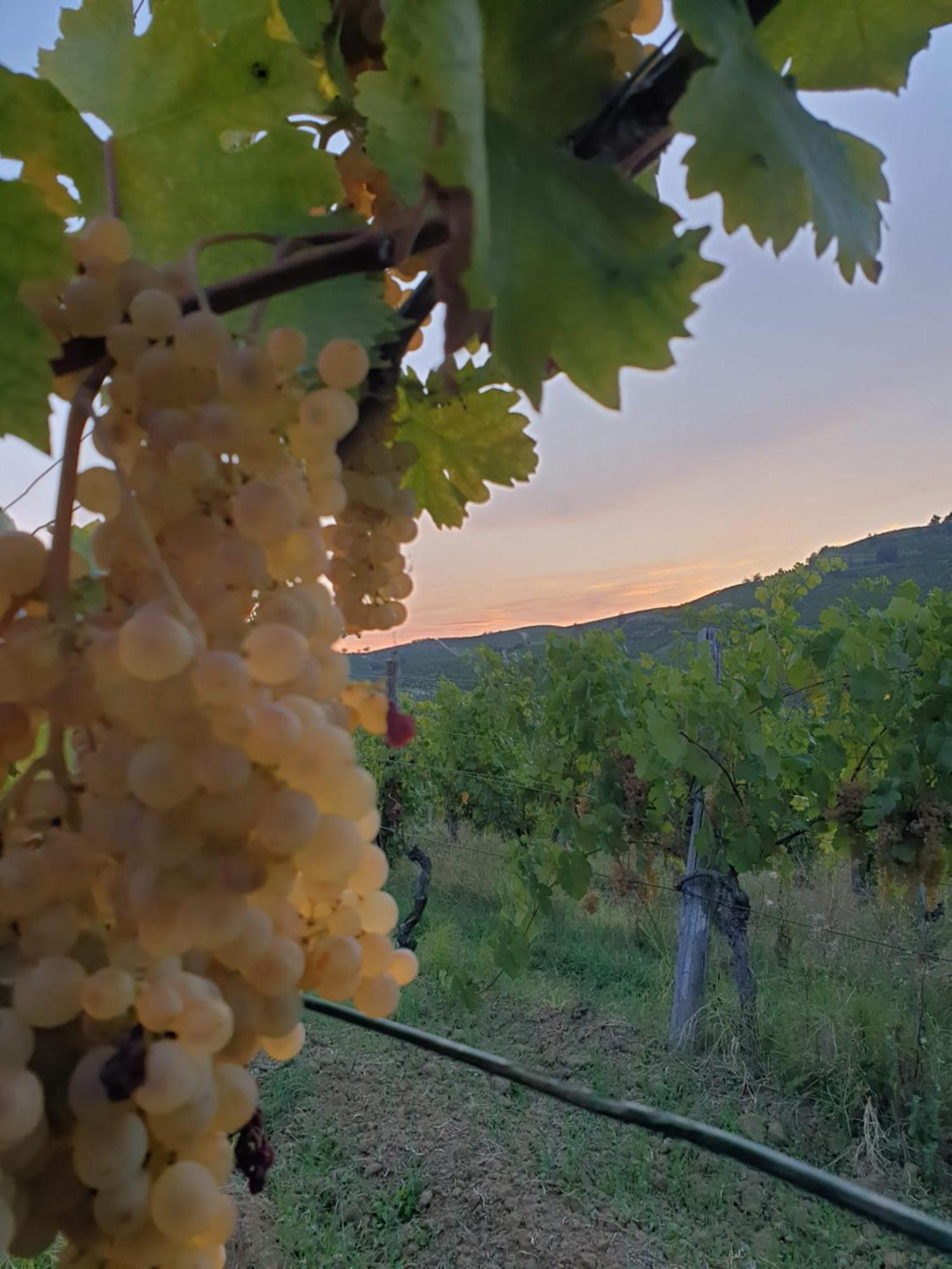 Agriturismo La.Ti.Mi.Da. Villa Cassine Dış mekan fotoğraf