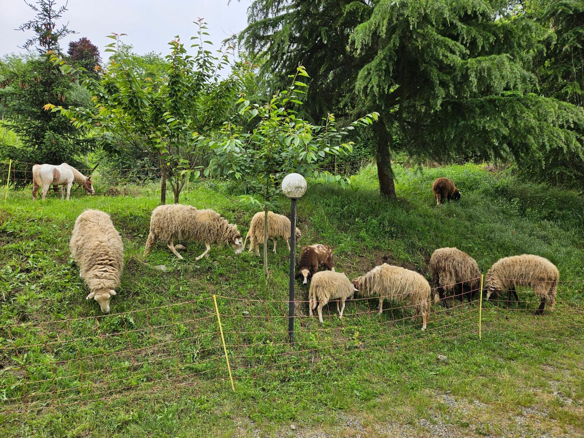 Agriturismo La.Ti.Mi.Da. Villa Cassine Dış mekan fotoğraf